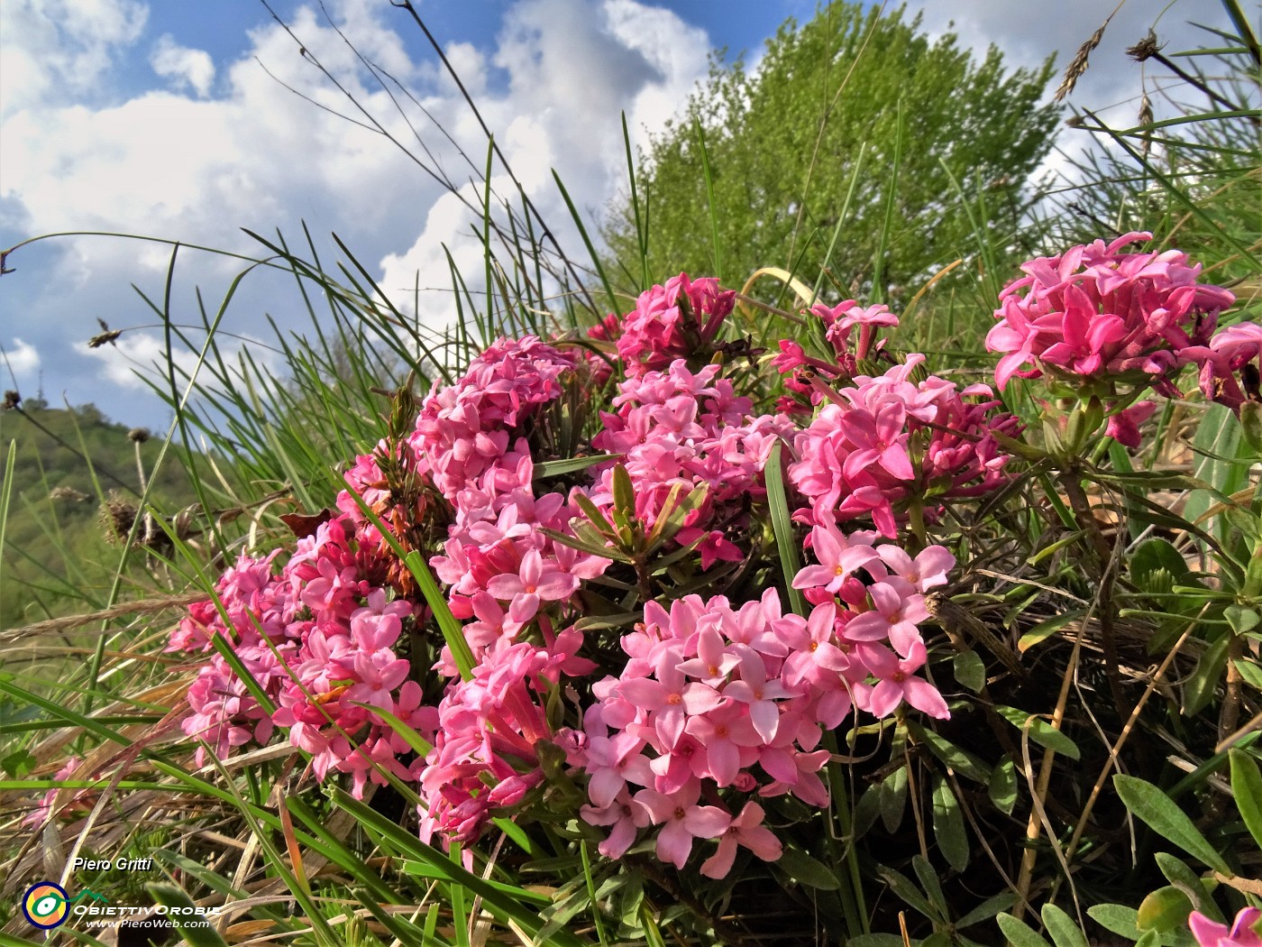 53 Bellissima la velenosa Daphne cneorum (Cneoro, Dafne odorosa).JPG